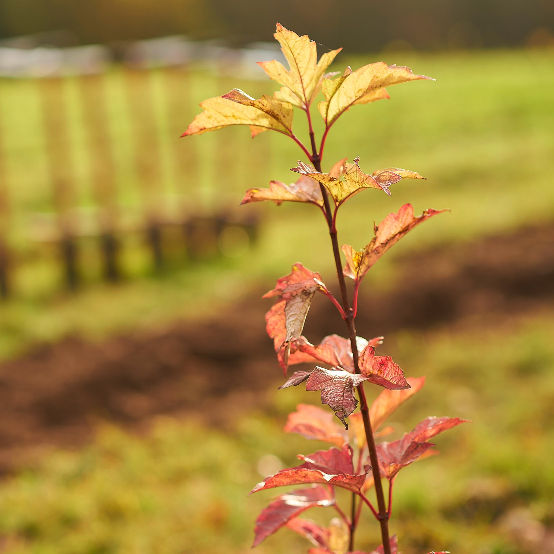 Umweltschutz Waldprojekt 
